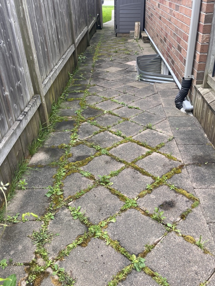 Weedy diamond-pattern paver walkway before polymeric sand in London, Ontario