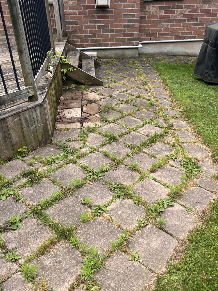 Weedy diamond-pattern paver patio before polymeric sand in London, Ontario