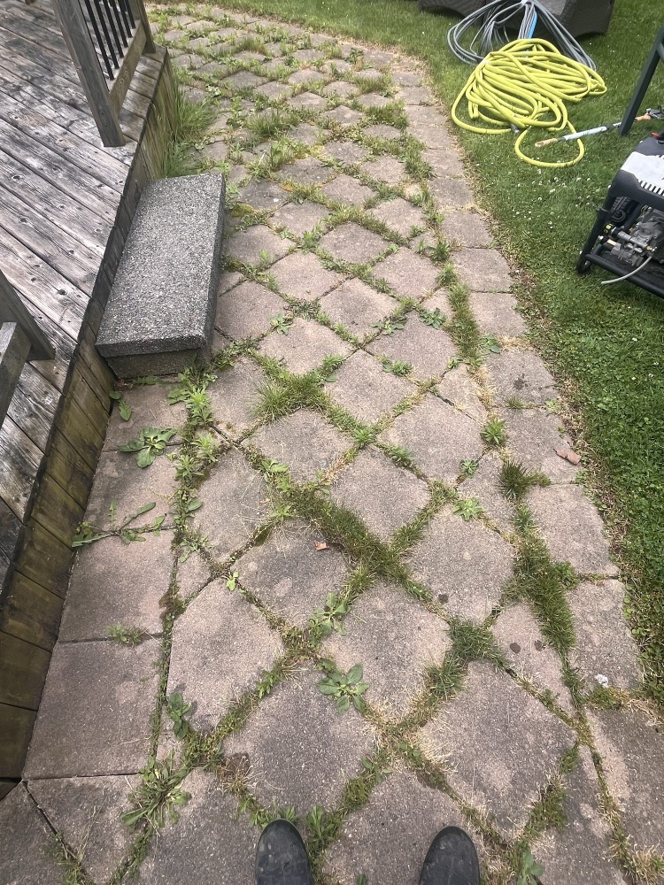 Weedy diamond-pattern paver patio before polymeric sand in London, Ontario